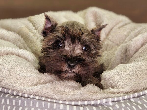 Mini Schnauzer-DOG-Female-Slt & Ppr-18285-Petland Iowa City, Iowa