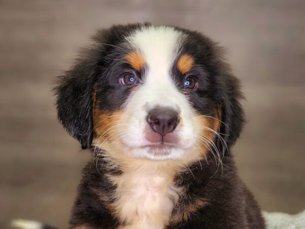 Bernese Mountain Dog-DOG-Male-Black Rust / White-18281-Petland Iowa City, Iowa