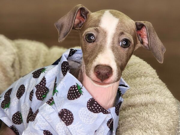 Italian Greyhound Dog Male Blue 18279 Petland Iowa City, Iowa