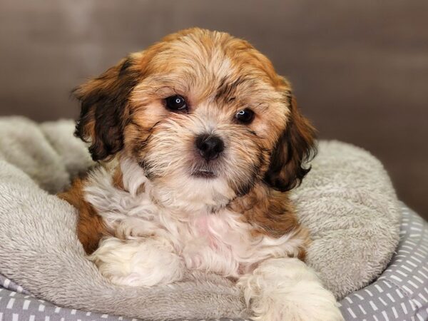 Teddy Bear Dog Female Brown / White 18280 Petland Iowa City, Iowa