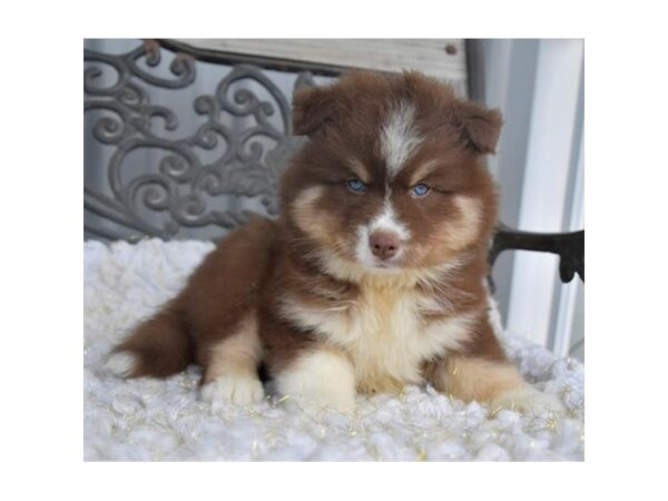 Pomsky DOG Male Chocolate / White 18302 Petland Iowa City, Iowa