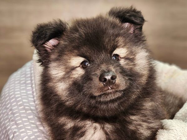 Keeshond Dog Male Black / Silver 18300 Petland Iowa City, Iowa