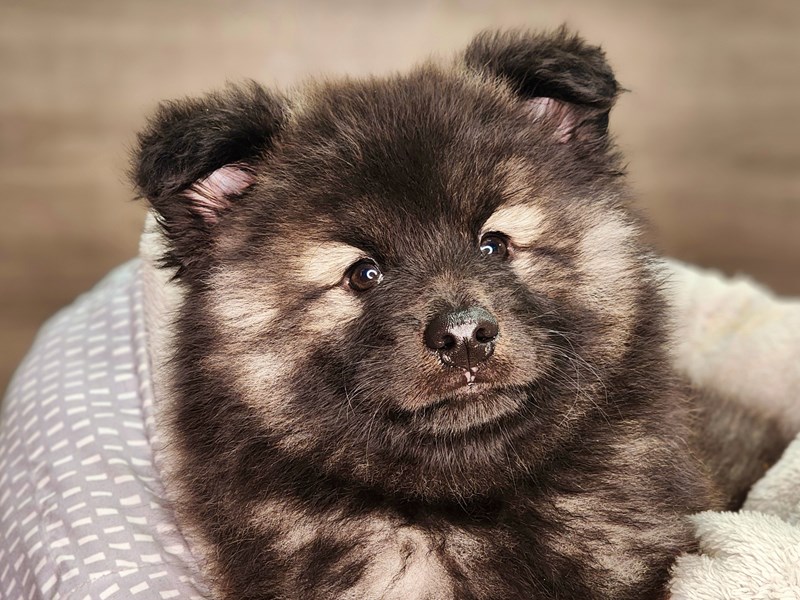 Keeshond Dog Male Black / Silver 18300