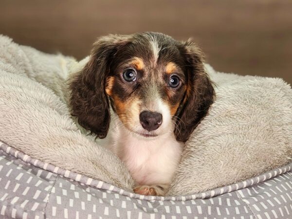 Dachshund Dog Female White / Blue 18298 Petland Iowa City, Iowa