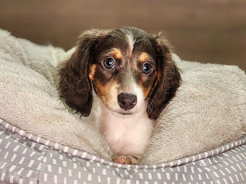 Dachshund Dog Female White / Blue 18298