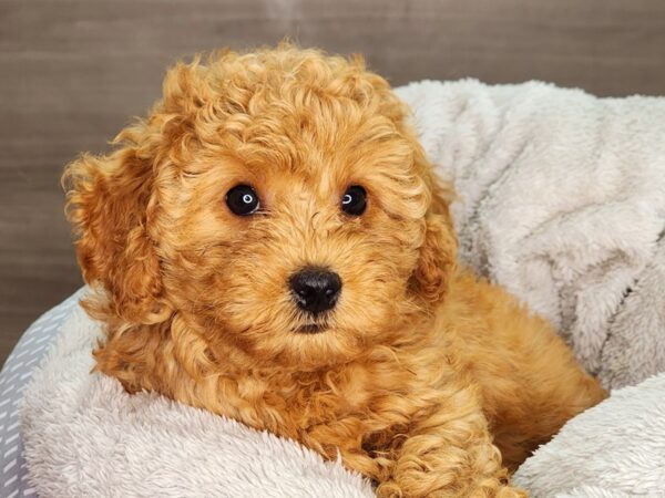 Goldendoodle Mini 2nd Gen Dog Female Red 18301 Petland Iowa City, Iowa