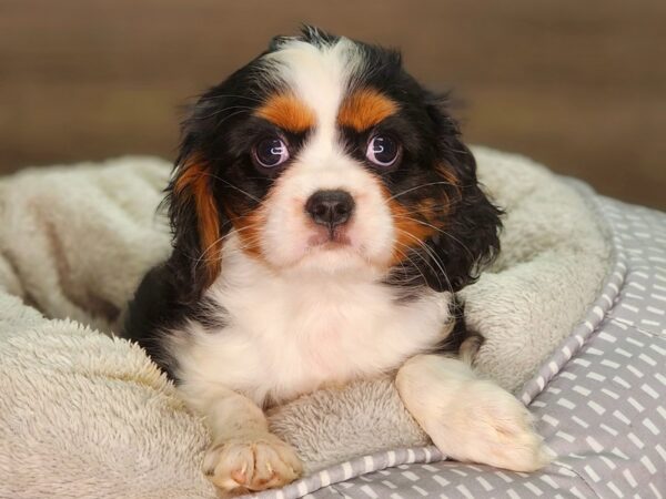 Cavalier King Charles Spaniel Dog Male Blenheim 18304 Petland Iowa City, Iowa