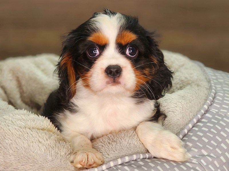 Cavalier King Charles Spaniel Dog Male Blenheim 18304