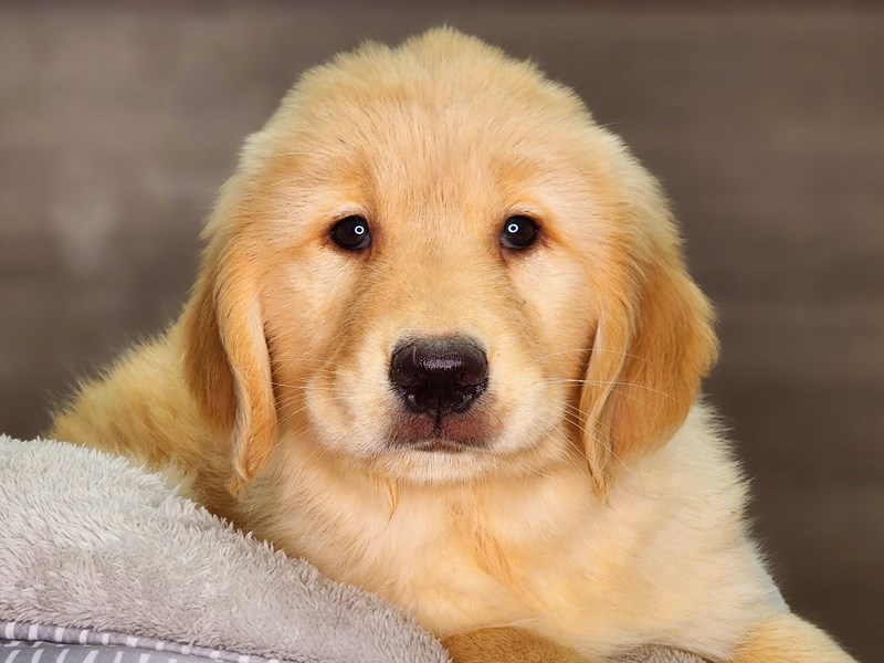 Golden Retriever Dog Male Cream 18299