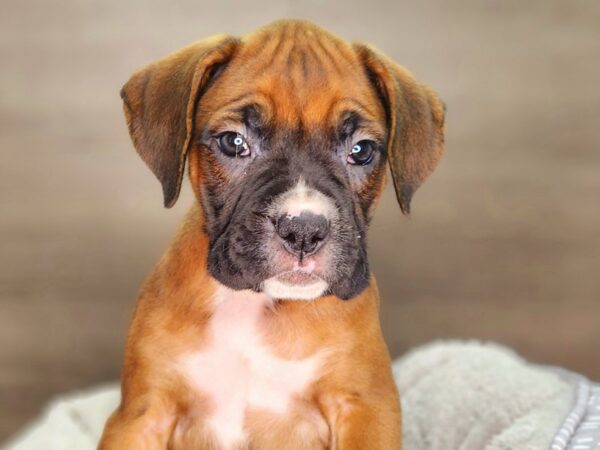 Boxer Dog Female Fwn & Wht 18306 Petland Iowa City, Iowa