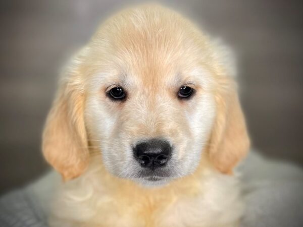 Golden Retriever Dog Female Cream 18317 Petland Iowa City, Iowa