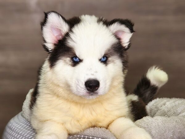 Siberian Husky Dog Male Blk & Wht 18321 Petland Iowa City, Iowa