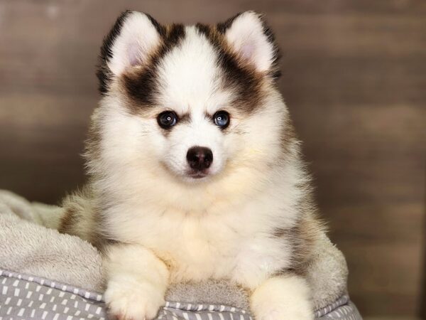 Pomsky Dog Male Gray / White 18320 Petland Iowa City, Iowa