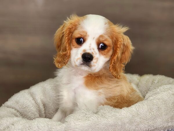 Cavalier King Charles Spaniel-Dog-Male-Blenheim-18315-Petland Iowa City, Iowa