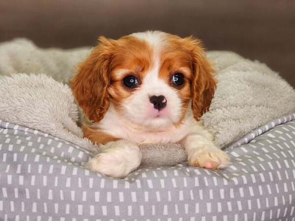 Cavalier King Charles Spaniel Dog Female Blenheim 18334 Petland Iowa City, Iowa