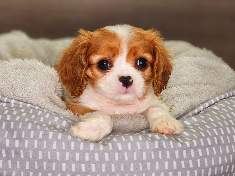 Cavalier King Charles Spaniel Dog Female Blenheim 18334