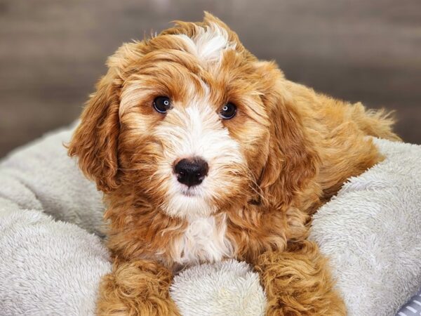 Bernadoodle Mini Dog Male Red / White 18340 Petland Iowa City, Iowa