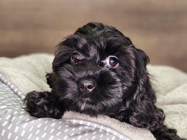 Cockapoo Dog Female blk 18276 Petland Iowa City, Iowa