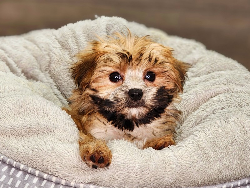 Morkie Dog Female gld 18341