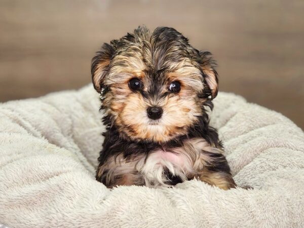 Morkie Dog Male blk 18344 Petland Iowa City, Iowa