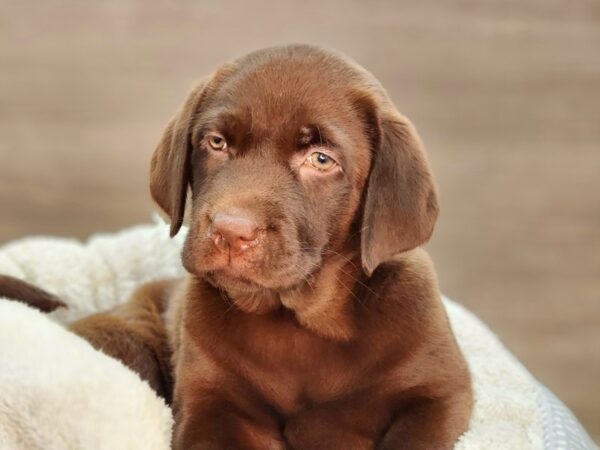 Labrador Retriever Dog Female Chocolate 18336 Petland Iowa City, Iowa