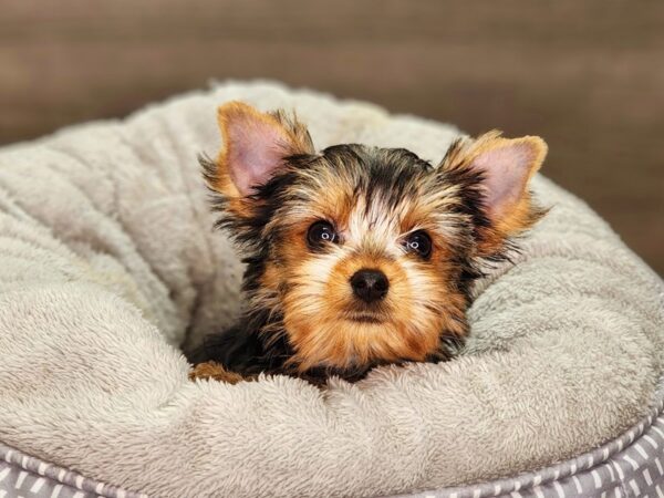 Yorkshire Terrier Dog Female bl & gld 18343 Petland Iowa City, Iowa