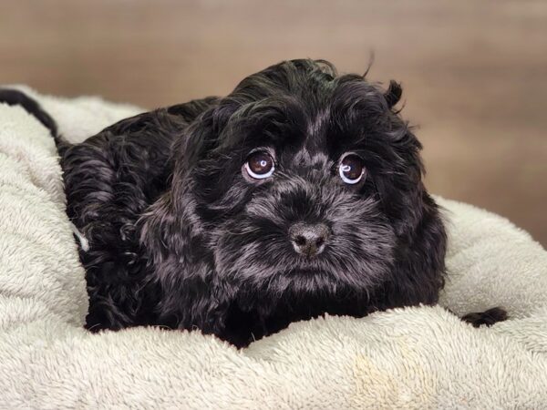 Cockapoo-Dog-Female-blk-18275-Petland Iowa City, Iowa