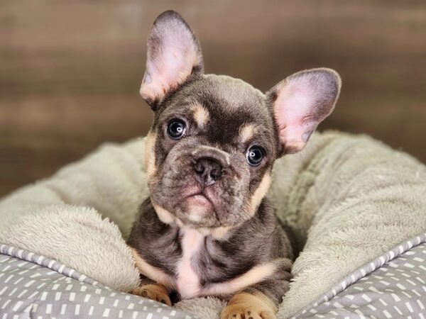 French Bulldog Dog Male Lilac 18335 Petland Iowa City, Iowa