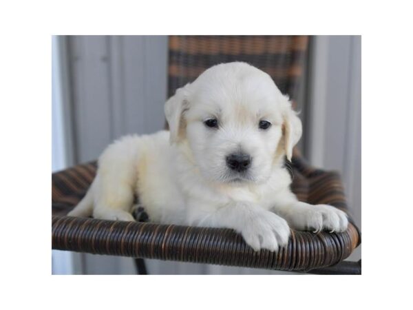 Golden Retriever Dog Male Cream 18358 Petland Iowa City, Iowa