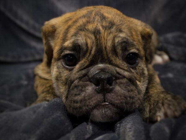 English Bulldog DOG Male Brindle 13934 Petland Iowa City, Iowa