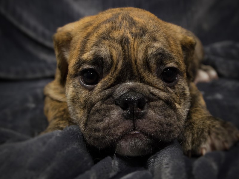 English Bulldog Dog Male Brindle 13934