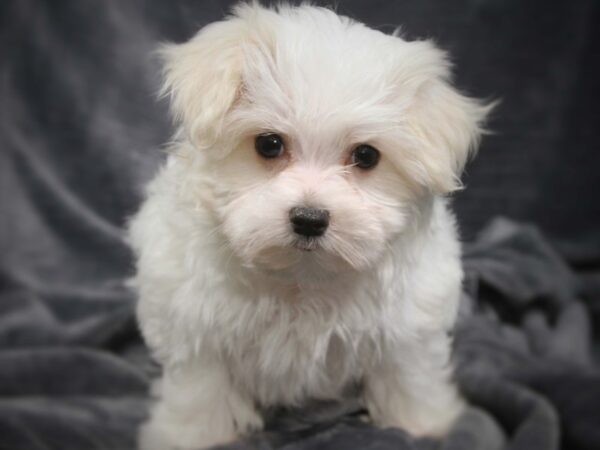 Maltese DOG Female White 13957 Petland Iowa City, Iowa