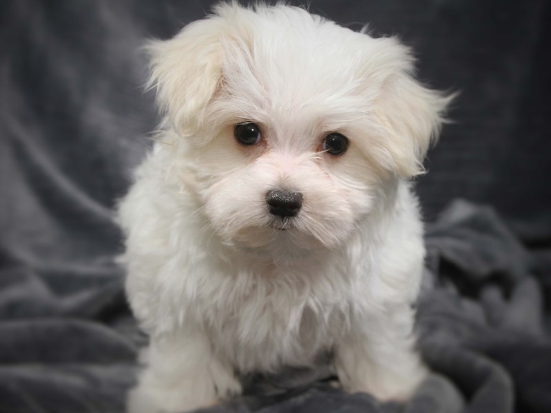 Maltese Dog Female White 13957
