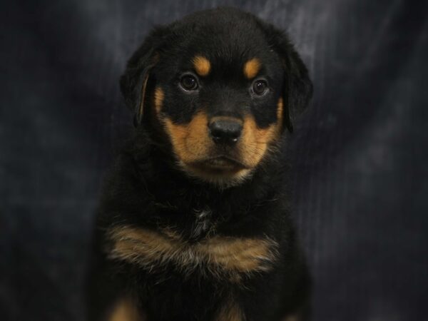 Rottweiler-DOG-Male-black/rust-13998-Petland Iowa City, Iowa