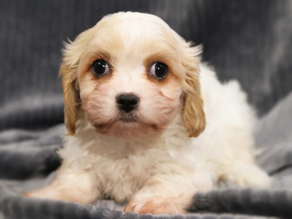 Cavalier King Charles/ Coton De Tulear-DOG-Female-Cream & White-14000-Petland Iowa City, Iowa