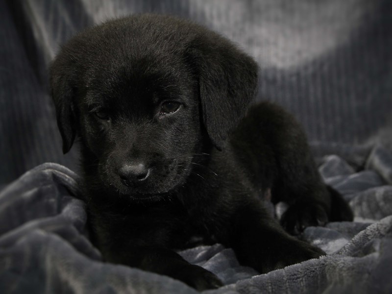 Labrador Retriever Dog Male Black 14027