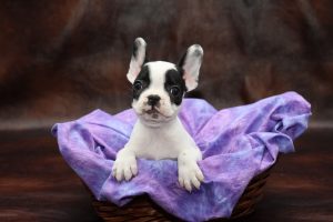 Pet Store Banner