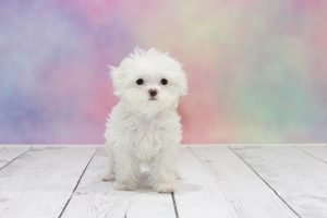 Pet Store Banner