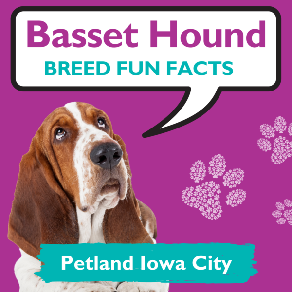 Amazingly Fun Facts Basset Hound Puppies Petland Iowa City, Iowa
