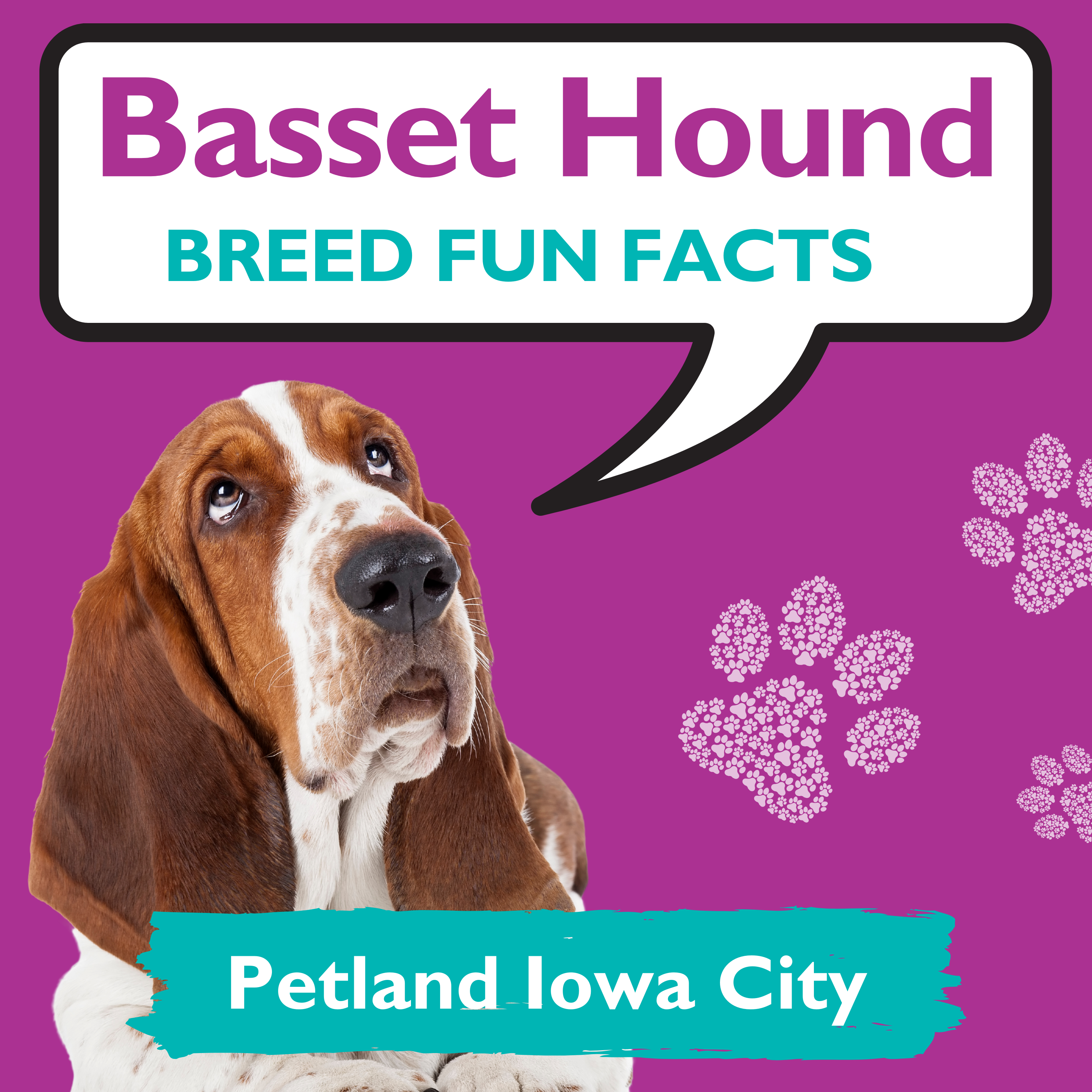 are basset hounds good pets