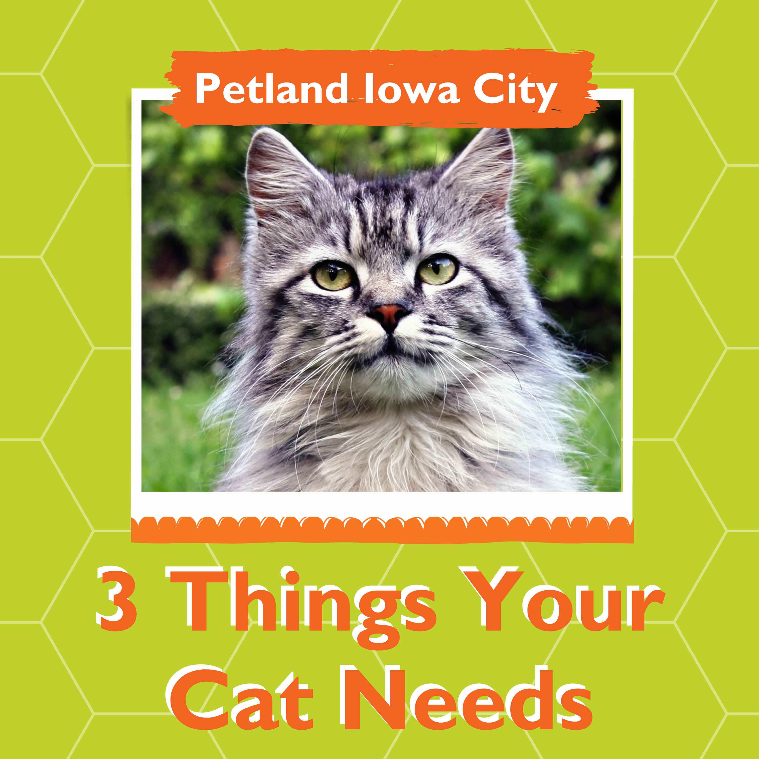 3 Things You Need For Your Cat