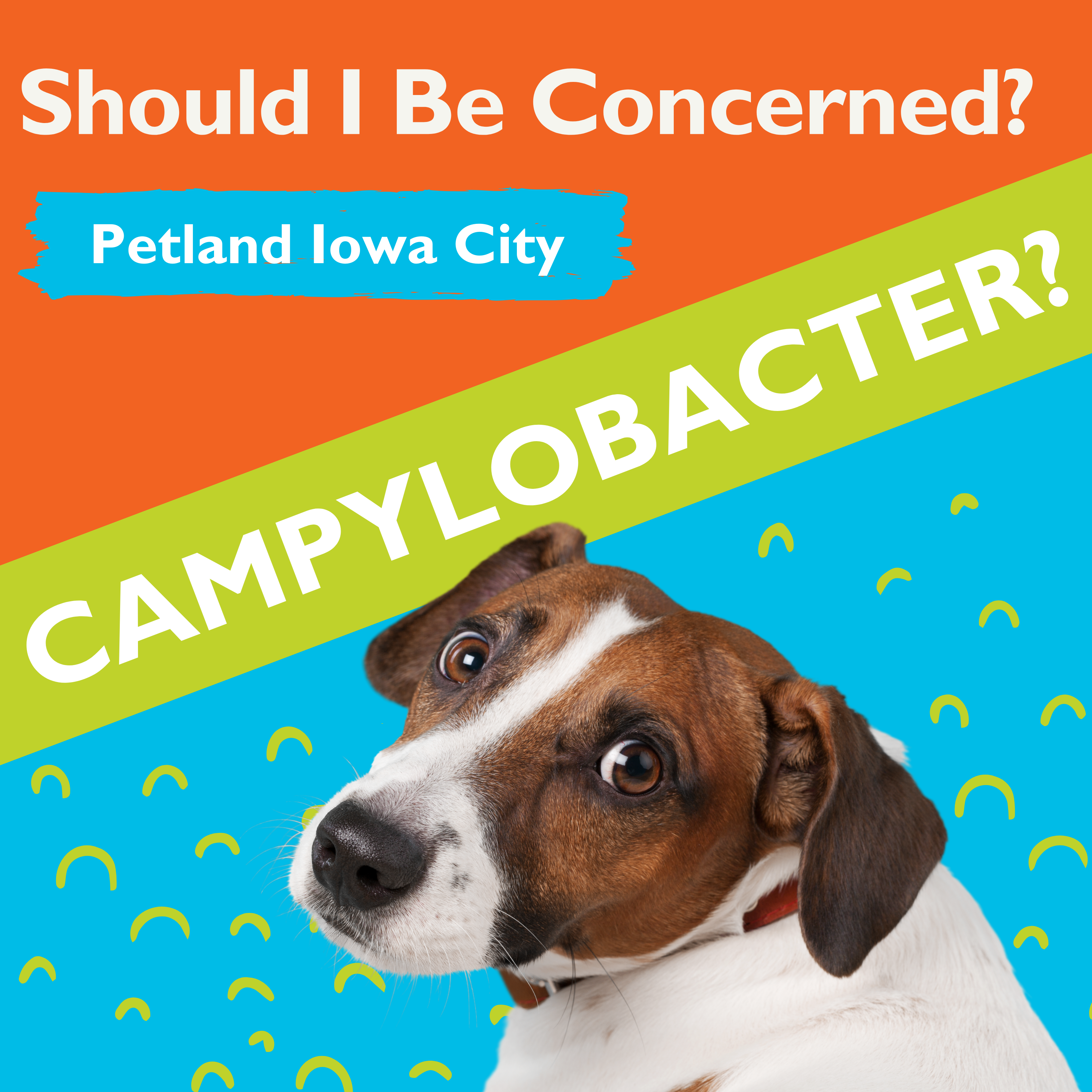 Does My Dog Have Campylobacter & Do I Need To Be Concerned About It?