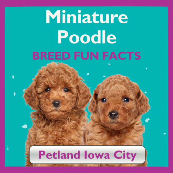 Amazingly Fun Facts Miniature Poodle Puppies Petland Iowa City, Iowa