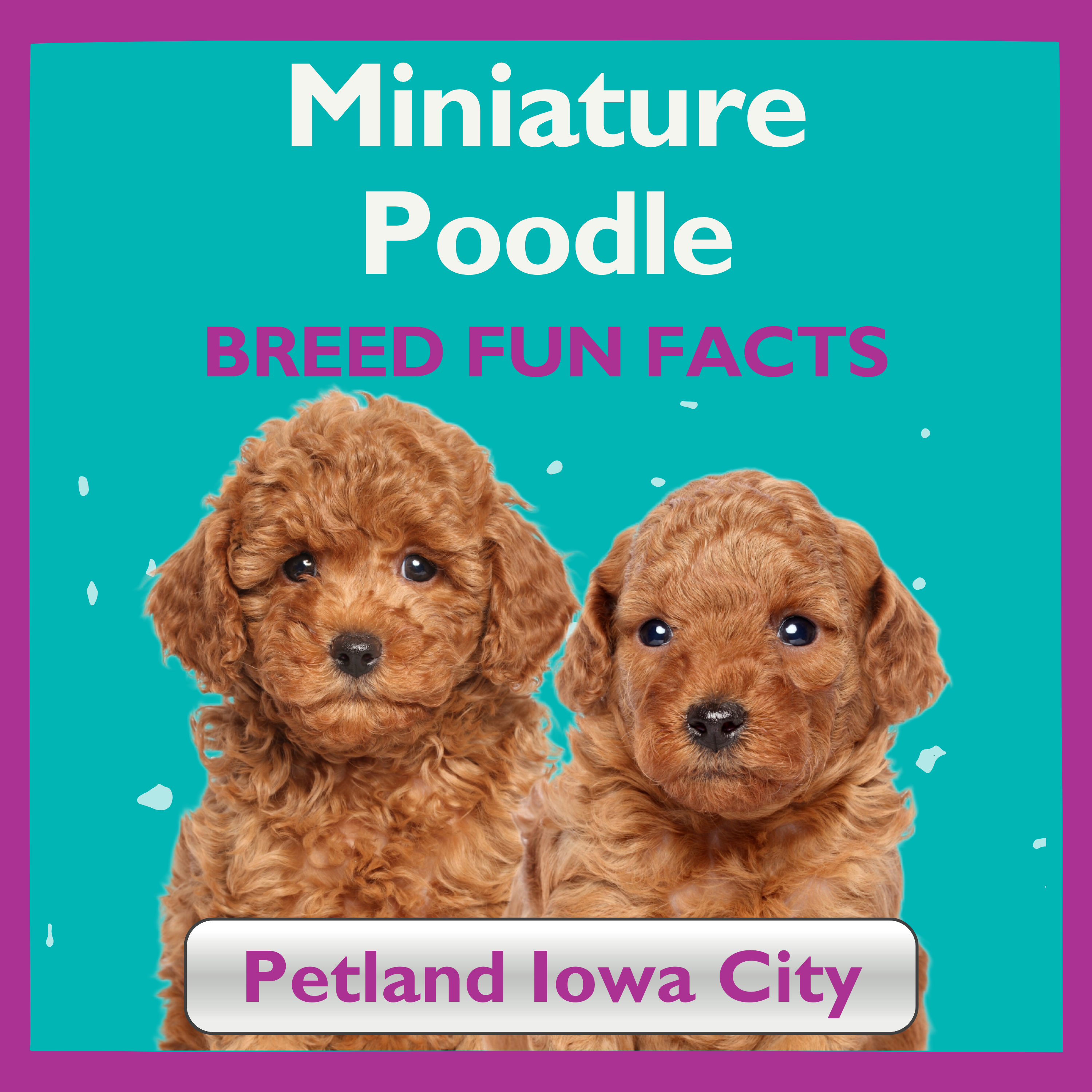 Amazingly Fun Facts – Miniature Poodle Puppies