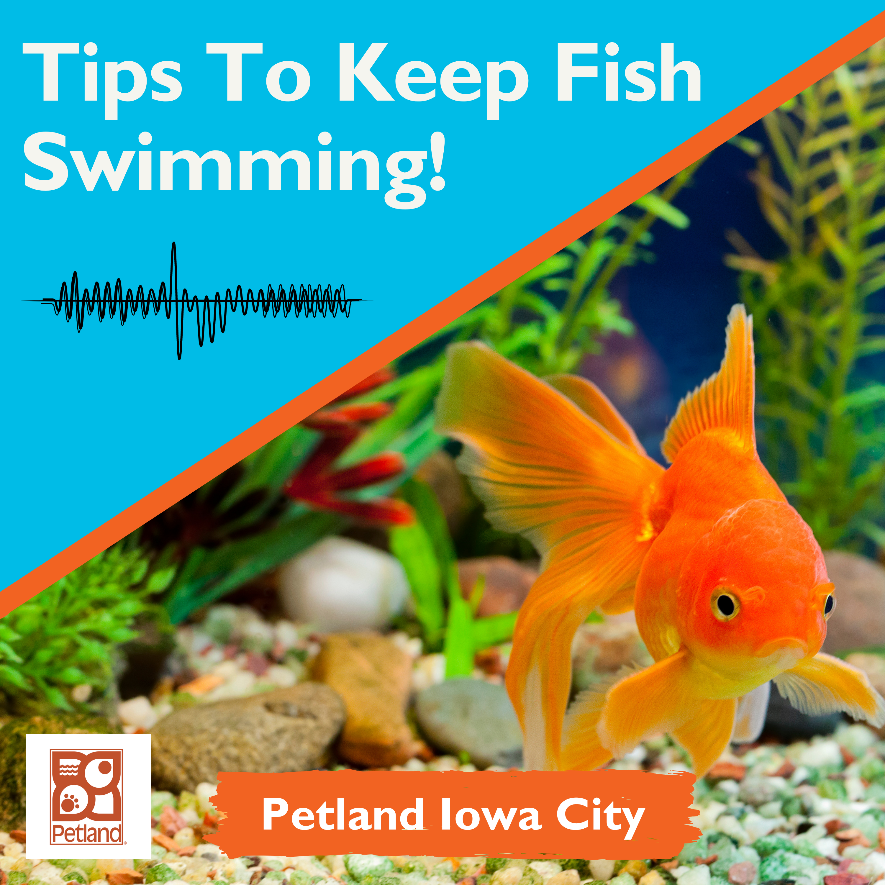 3 Easy Tips To Keep Your Fish Swimming!