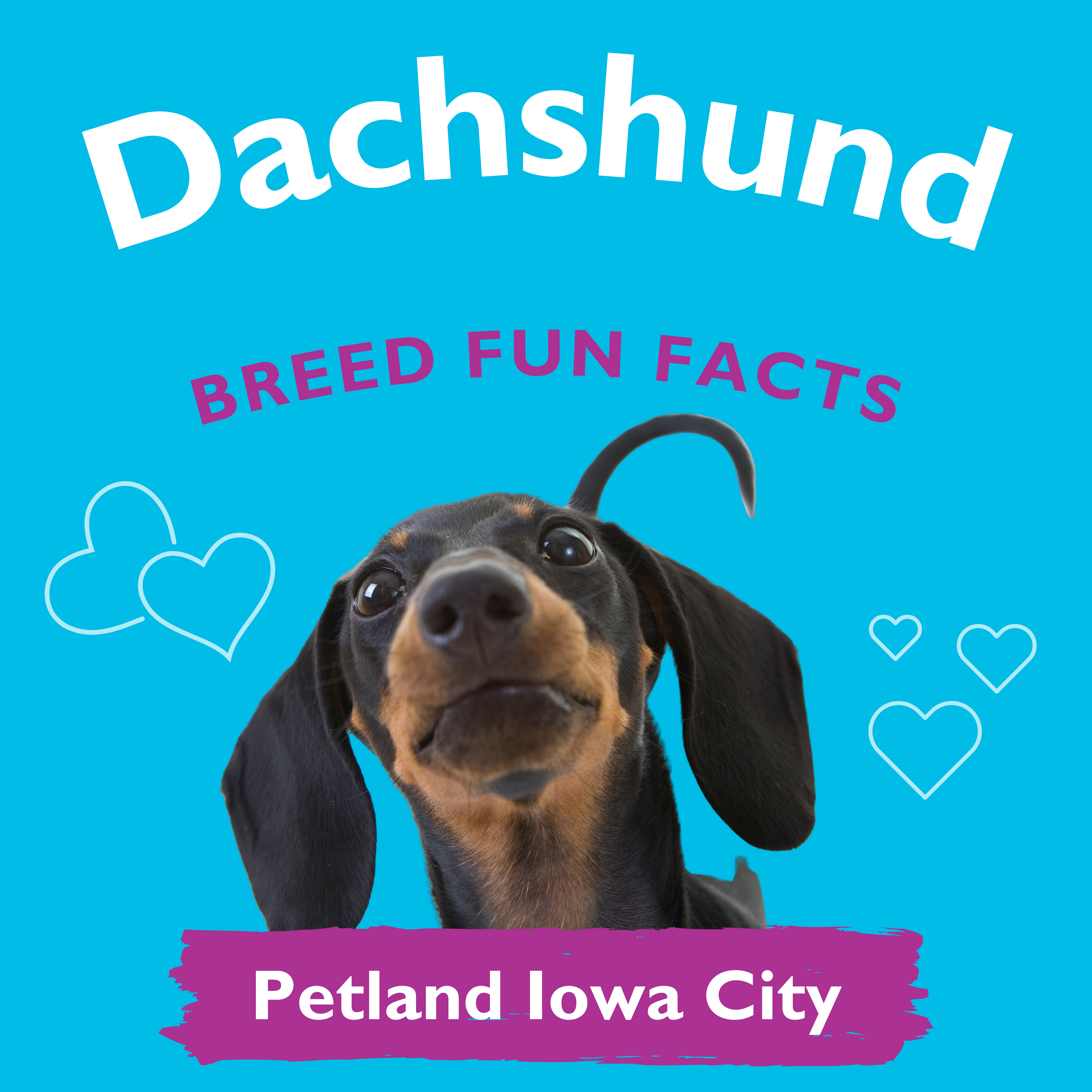 Amazingly Fun Facts – Dachshund Puppies