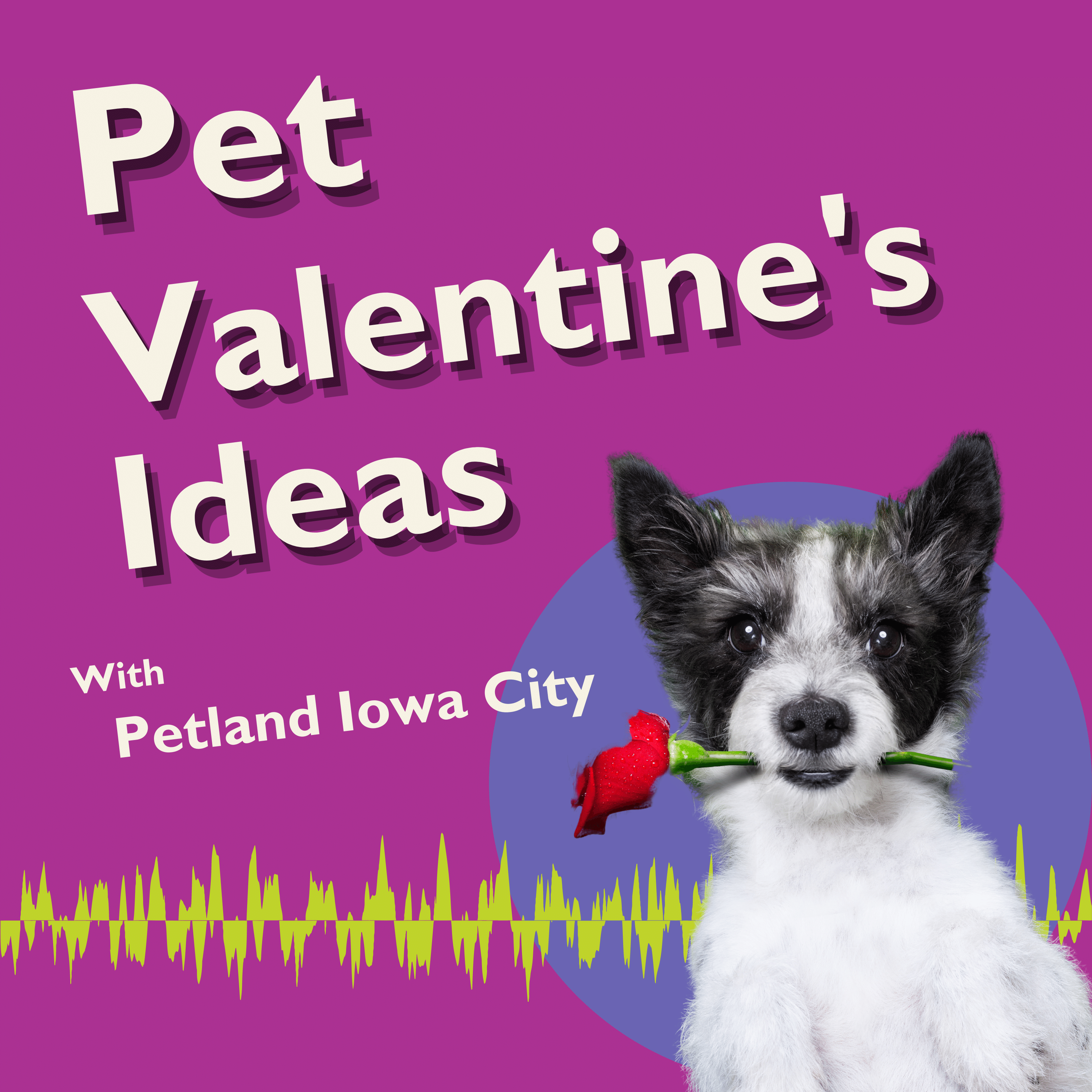 Looking for a way to make Valentine’s Day fun for your pet?