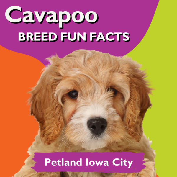 Amazingly Fun Facts Cavapoo Puppies Petland Iowa City, Iowa