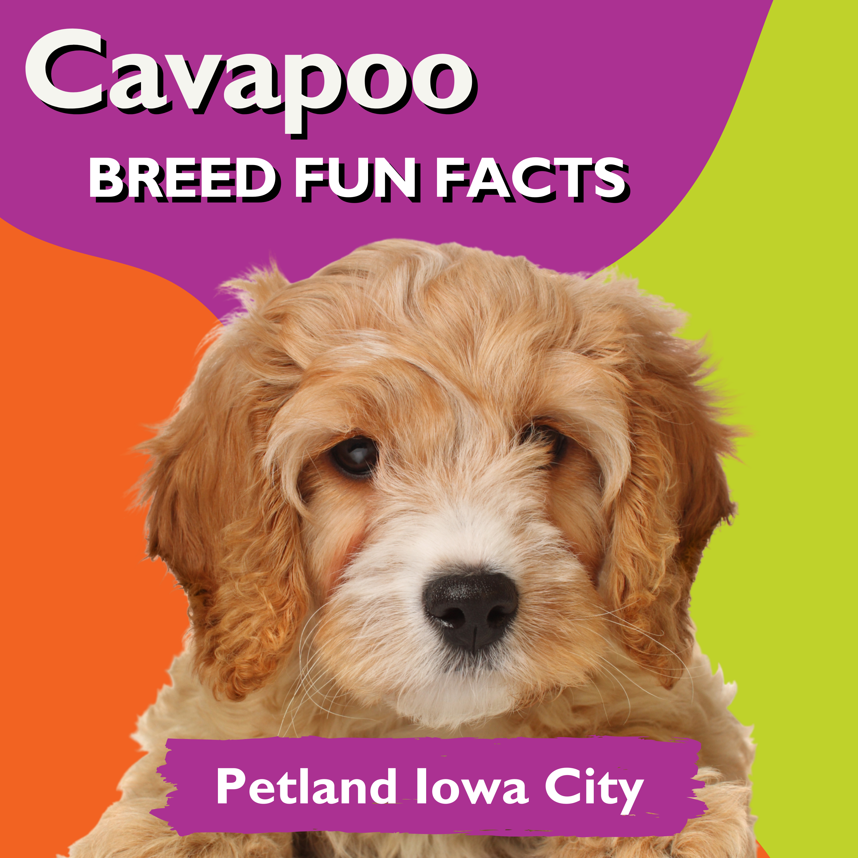 Amazingly Fun Facts – Cavapoo Puppies