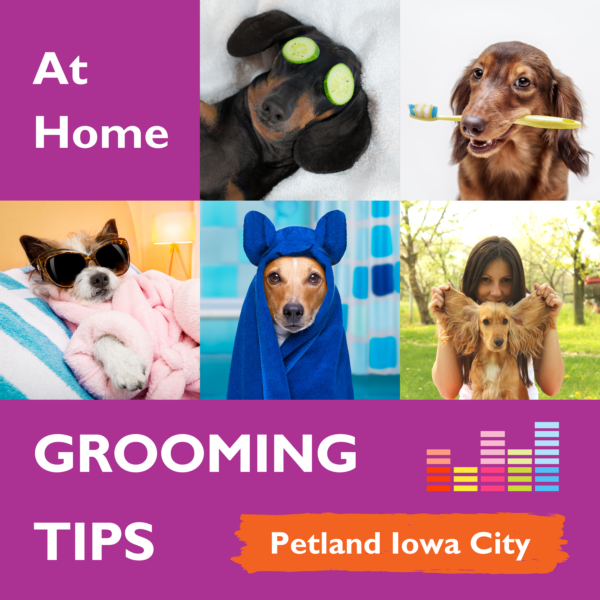 Terrific At Home Dog Grooming Tips Petland Iowa City, Iowa